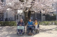 近所の公園まで桜のお花見に参りました1